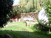 Cliquez ici pour voir l'image (P9052607.JPG)
